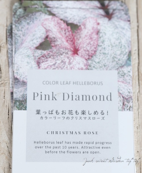 松村園芸 カラーリーフのクリスマスローズ ステルニー ピンクダイヤモンド すべての商品 Junk Sweet Garden Tef Tef