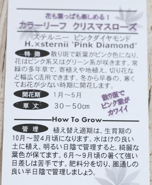 松村園芸 カラーリーフのクリスマスローズ ステルニー ピンクダイヤモンド すべての商品 Junk Sweet Garden Tef Tef