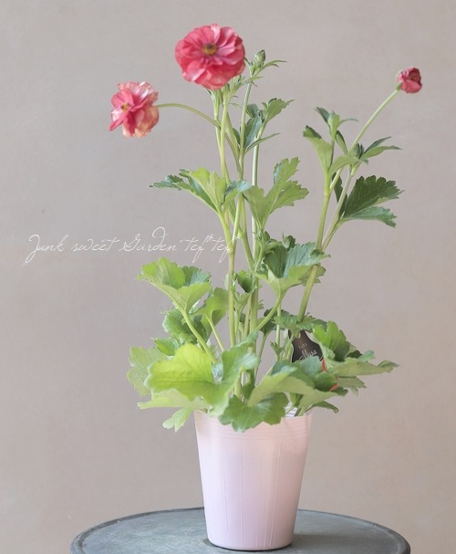 �ڰ���ݤ������ ��ʥ󥭥�饹����å������꡼�����إࡼ���١�