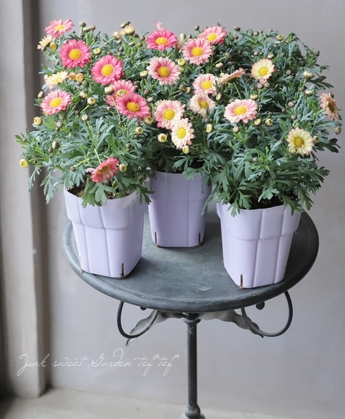 �ޡ�����åȡ����ޥå��塡�إ��ץꥳ�åȥԥ󥯡١�