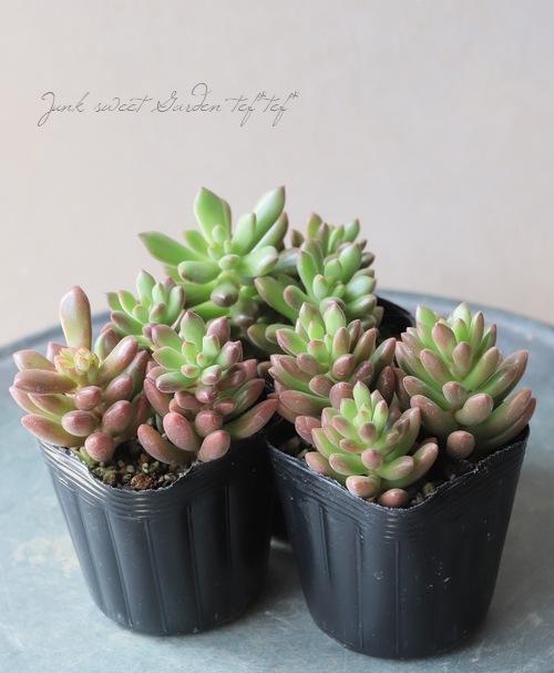 多肉植物】 『オレンジドリーム』 セダム属 | すべての商品 | | Junk