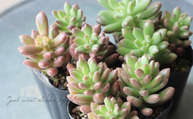 多肉植物】 『オレンジドリーム』 セダム属 | すべての商品 | | Junk