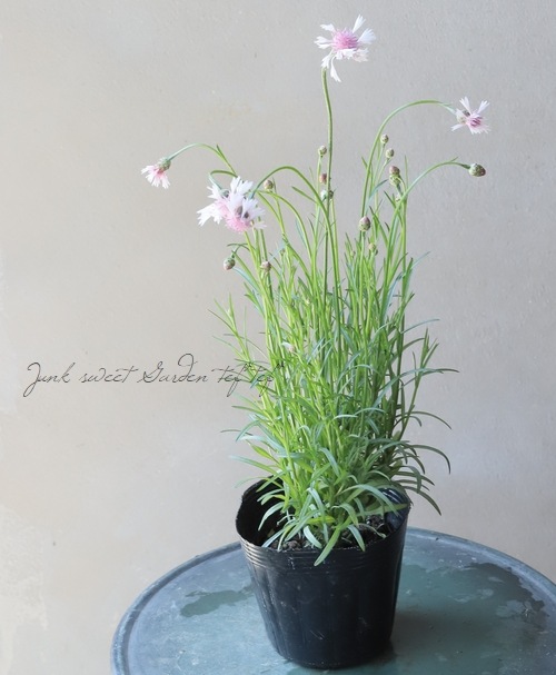 セントーレア (矢車草) 『ライトピンク』 | すべての商品 | | Junk