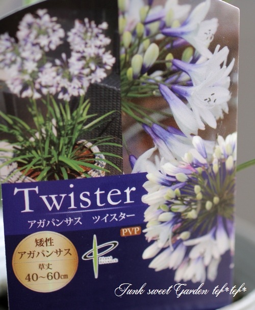 アガパンサス 『ツイスター』 コンパクト品種！バイカラー 色変わり