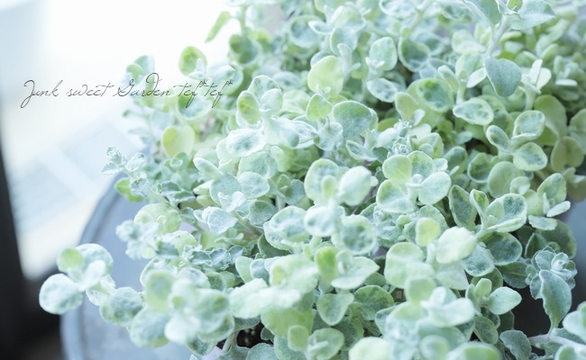 ヘリクリサム 『MIX植え』 | すべての商品 | | Junk sweet Garden tef*tef*