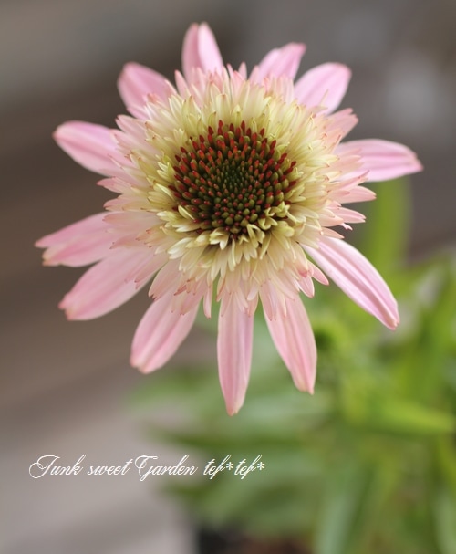 エキナセア　ピンク　10株　まとめ購入希望の方どうぞ♪ エキナセア ピンク 10株 まとめ購入希望の方どうぞ♪