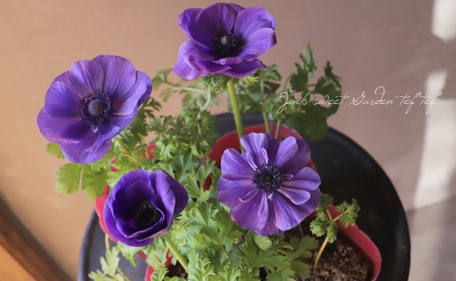 アネモネ・ポルト 『ブルー』 | すべての商品 | | Junk sweet Garden