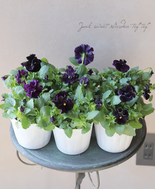 ◇フリルパンジー 花ろまん 『ベルベットパープル』 | すべての