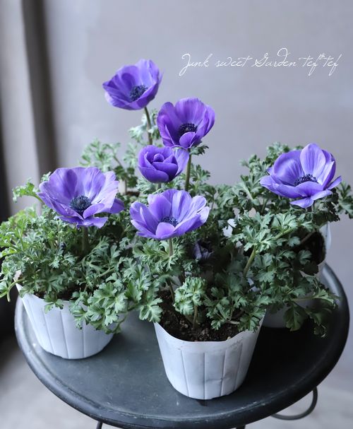 アネモネ・ポルト 『ブルー』 | すべての商品 | | Junk sweet Garden