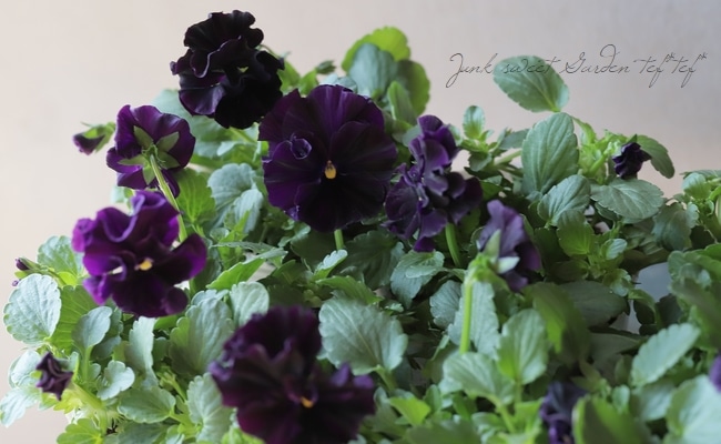 レジンヘアゴム フリルビオラ　パンジー　パープル　ブルー　ビジュー　ひらひら　3 レジンヘアゴム フリルビオラ パンジー パープル ブルー ビジュー