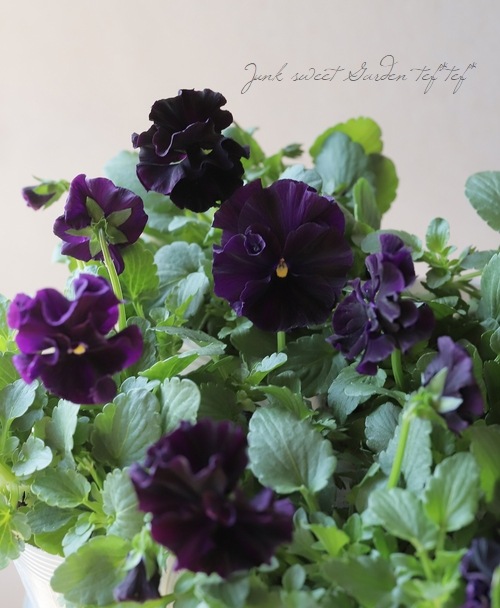 レジンヘアゴム フリルビオラ　パンジー　パープル　ブルー　ビジュー　ひらひら　3 レジンヘアゴム フリルビオラ パンジー パープル ブルー ビジュー