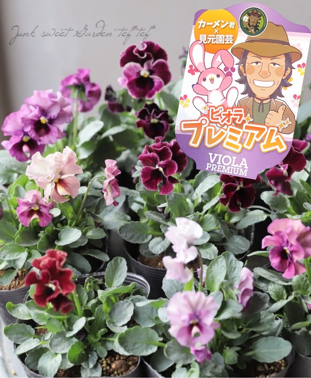 ☆カーメン君×見元園芸のコラボ 【プレミアムビオラ】 【J】 | すべて