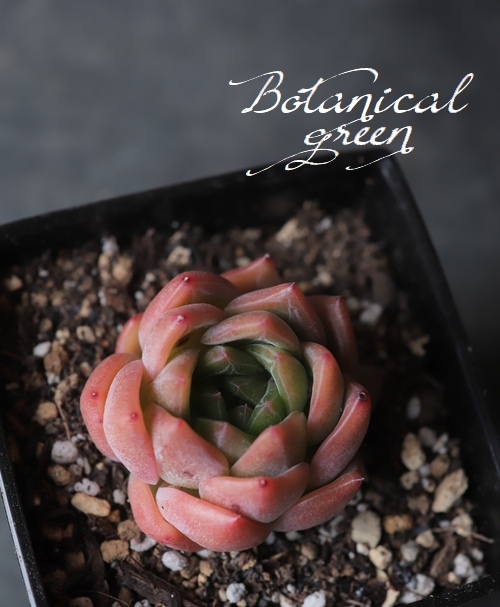 多肉植物】 『Snow Angel -スノーエンジェル-』 エケベリア属 韓国苗