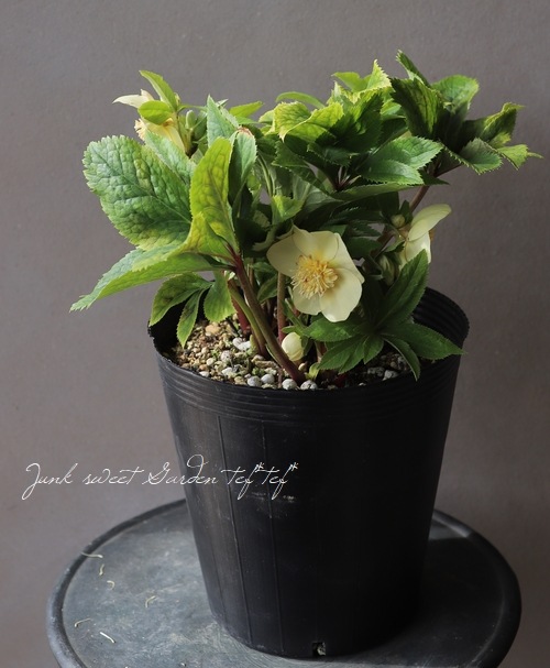 クリスマスローズ 『イエロー sd』 特大株 | すべての商品 | | Junk