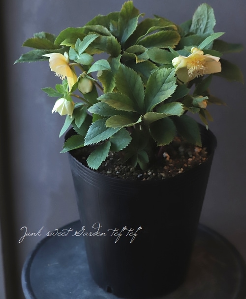 クリスマスローズ 『イエロー sd』 特大株 | すべての商品 | | Junk