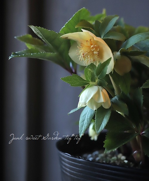 クリスマスローズ 『イエロー sd』 特大株 | すべての商品 | | Junk