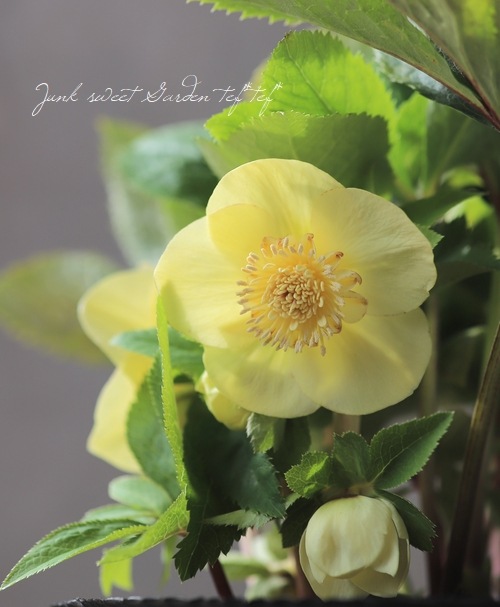 クリスマスローズ 『イエロー sd』 特大株 | すべての商品 | | Junk