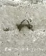 �ڻ��ߡ� �ѹ�SPARTA STATUES ��Peeping Greenman�� �����ǥ󥪡��ʥ��� ���ɳݤ��եå��ա�