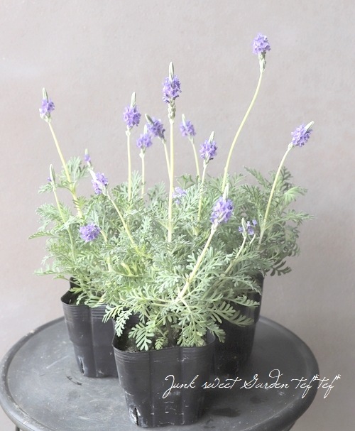 レースラベンダー 『スターマイン』 | すべての商品 | | Junk sweet