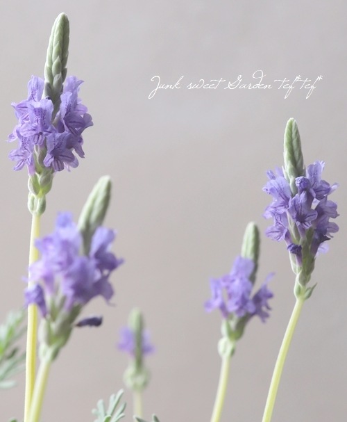 専用　すずらん　ブライダルベール　ラベンダー　クレイフラワー 2_000000009152.jpg?1711194118