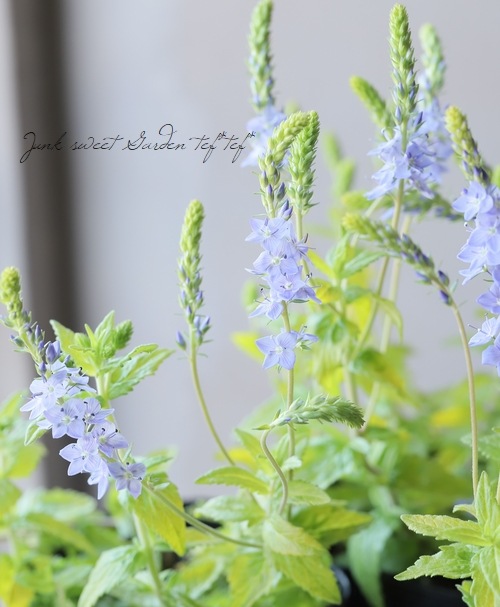 �饤�࿧�٥��˥����إ����ƥå�������ɡ�