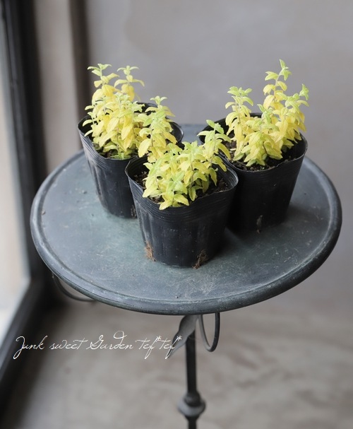 �饤�࿧�٥��˥����إ����ƥå�������ɡ�