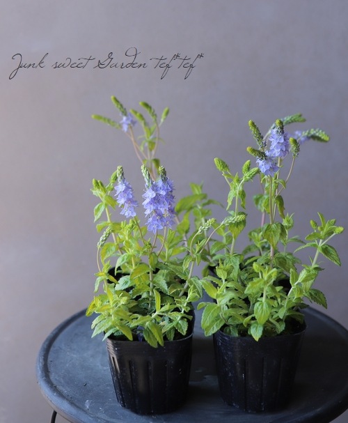 �饤�࿧�٥��˥����إ����ƥå�������ɡ�