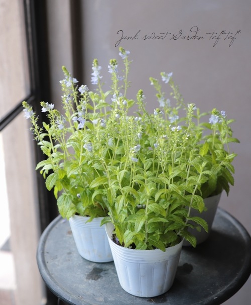 �饤�࿧�٥��˥����إ����ƥå�������ɡ�