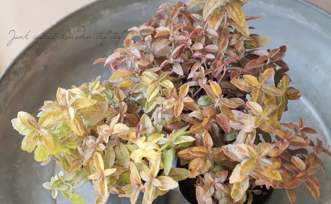 �饤�࿧�٥��˥����إ����ƥå�������ɡ�