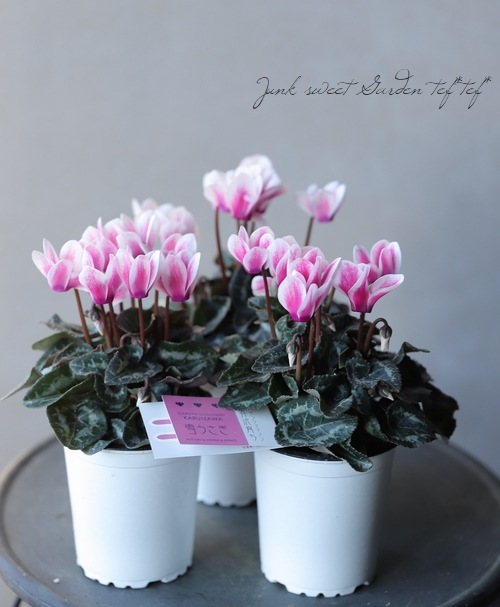 軽井沢たけいち農園】 ガーデンミニシクラメン 『雪うさぎ』 | すべて