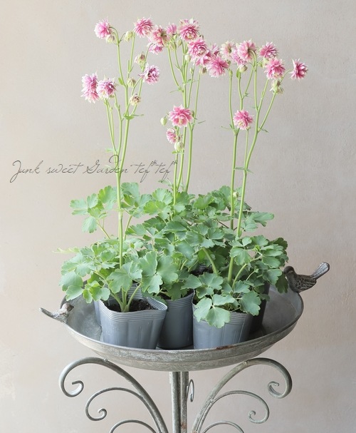 西洋オダマキ 『ノラバロー』 | すべての商品 | | Junk sweet Garden