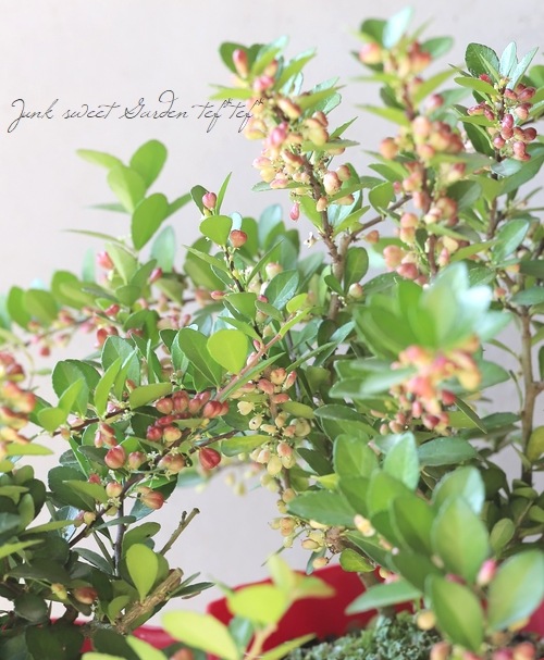 ハートツリー 『ハートが実る木』 (ハリツルマサキ) | すべての商品