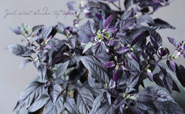 観賞用 斑入りトウガラシ パープルフラッシュ 花苗 リーフ Junk Sweet Garden Tef Tef