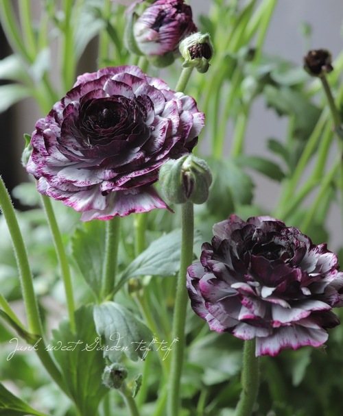 綾園芸さんのラナンキュラス 『イカロスパープル』 | すべての商品