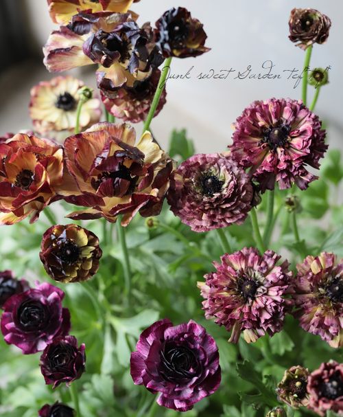 綾園芸さんのラナンキュラス 『イカロスパープル』 | すべての商品