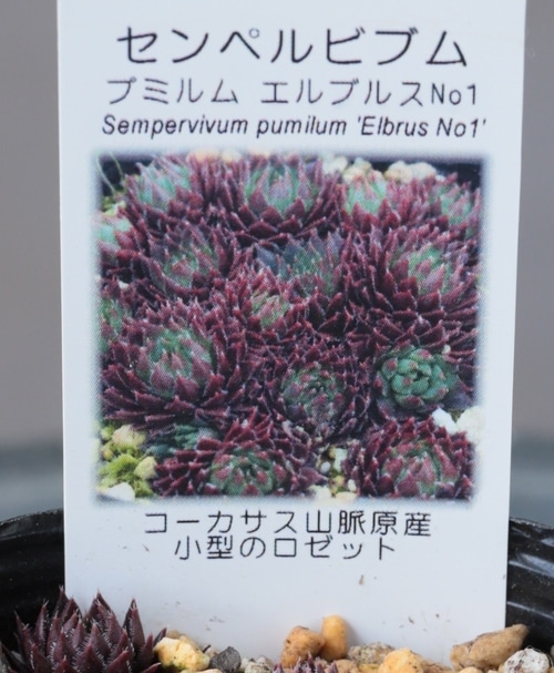 多肉植物】センペルビウム『プミルム・エルブルス No.1』 | Leaf