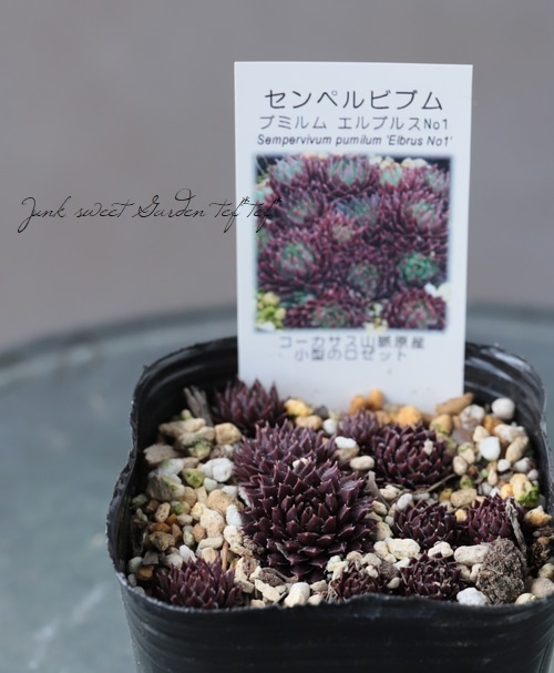 感謝を込めて。センペルビウム15(*´ω`*)Ｍ 楽天市場】TL-10/22 センペルビウム属 多肉植物 9cmポット観葉植物