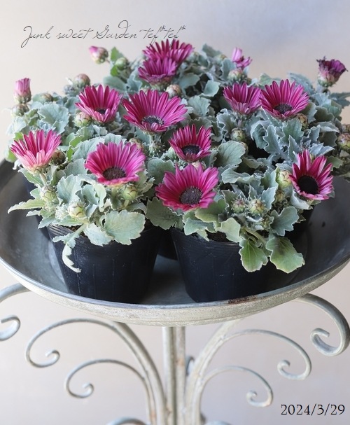 �ɺ��������ȥ������ޥ��å��ʥޥ����å��˥��꡼�� �إ�ӡ��� 