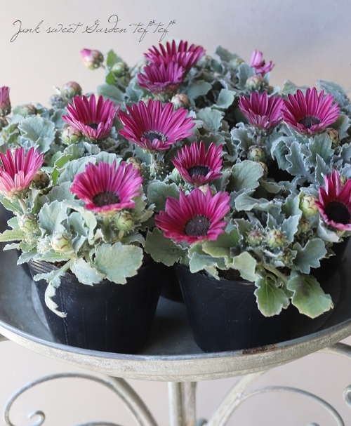 �ɺ��������ȥ������ޥ��å��ʥޥ����å��˥��꡼�� �إ�ӡ��� 