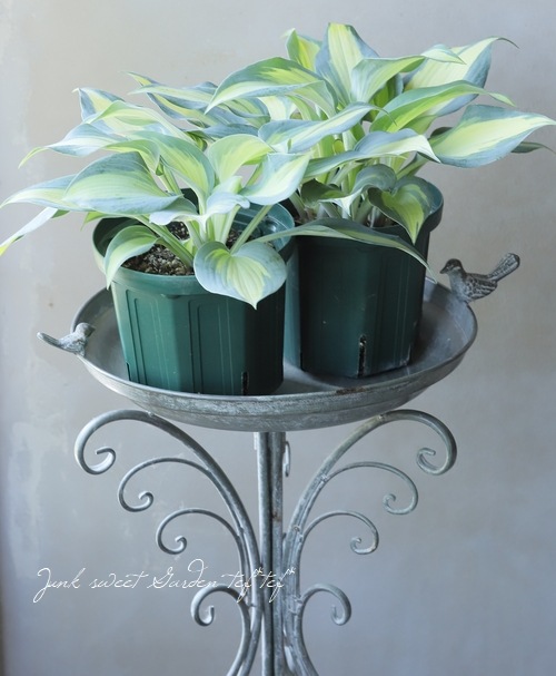 ホスタ・ギボウシ 『キャサリン』 | すべての商品 | | Junk sweet