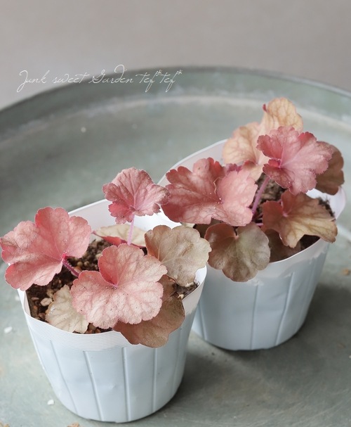 �ڥϥ�ǥ���� �ҥ塼���顡�إꥪ��