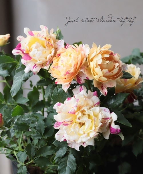 バラ苗 『ニメット』 | すべての商品 | | Junk sweet Garden tef*tef*