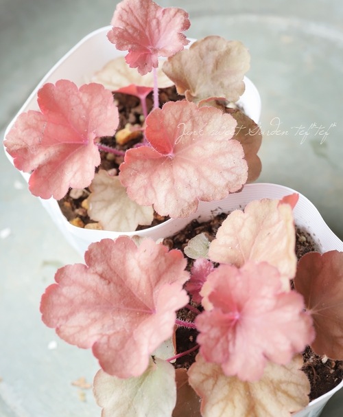 �ڥϥ�ǥ���� �ҥ塼���顡�إꥪ��