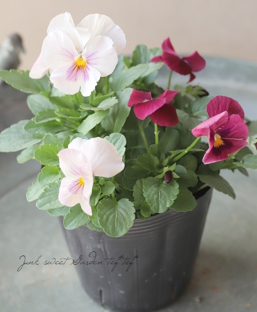 ◇パンジー・わらく 『ピンクブロッチ』 【2色咲き】 | すべての商品