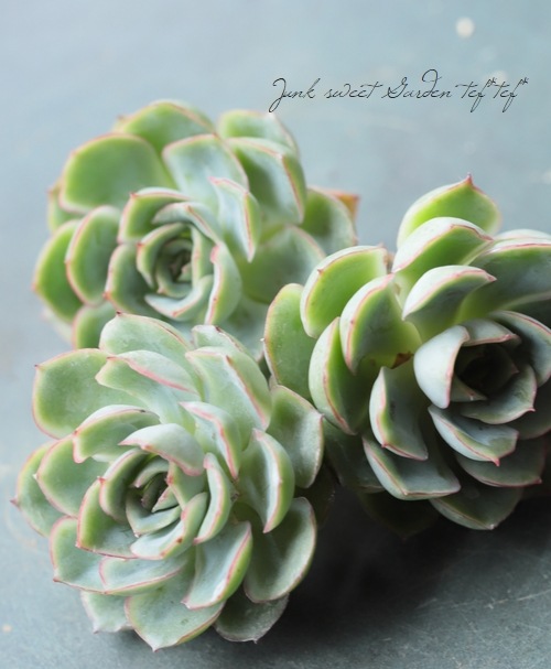 ��¿����ʪ�ۡ��إ���١������٥ꥢ°��