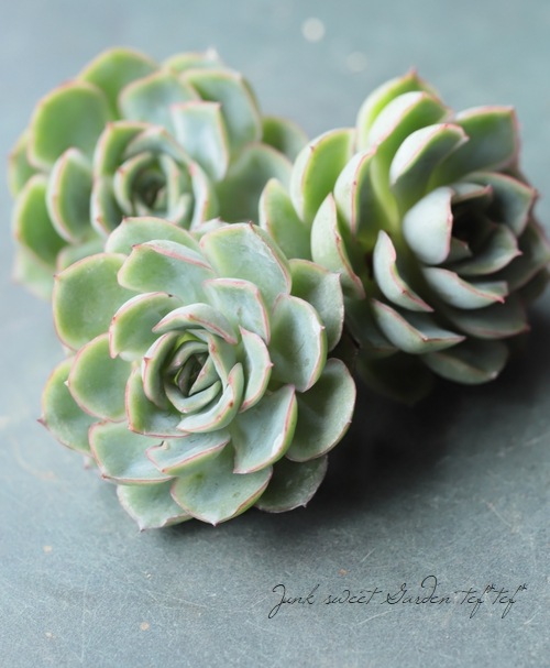 ��¿����ʪ�ۡ��إ���١������٥ꥢ°��