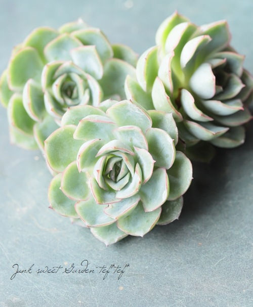 ��¿����ʪ�ۡ��إ���١������٥ꥢ°��