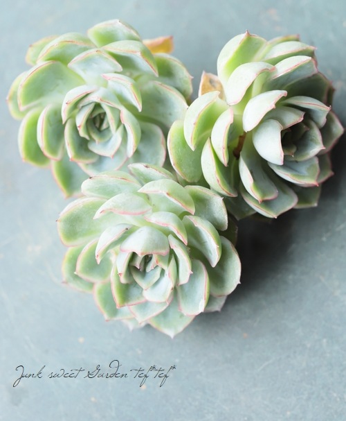 ��¿����ʪ�ۡ��إ���١������٥ꥢ°��