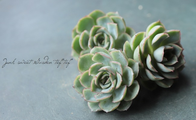 ��¿����ʪ�ۡ��إ���١������٥ꥢ°��