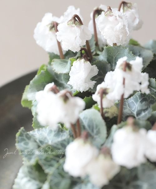 ガーデンミニシクラメン 『ふわもこ』 ホワイト | すべての商品